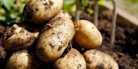 Optimalna temperatura za sadnju krompira